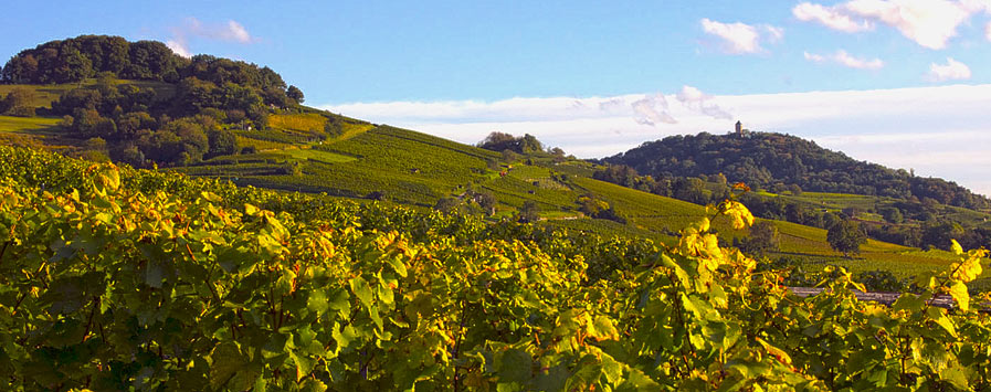 Blick auf die Weinberge der Hessischen Bergstraße mit der Starkenburg